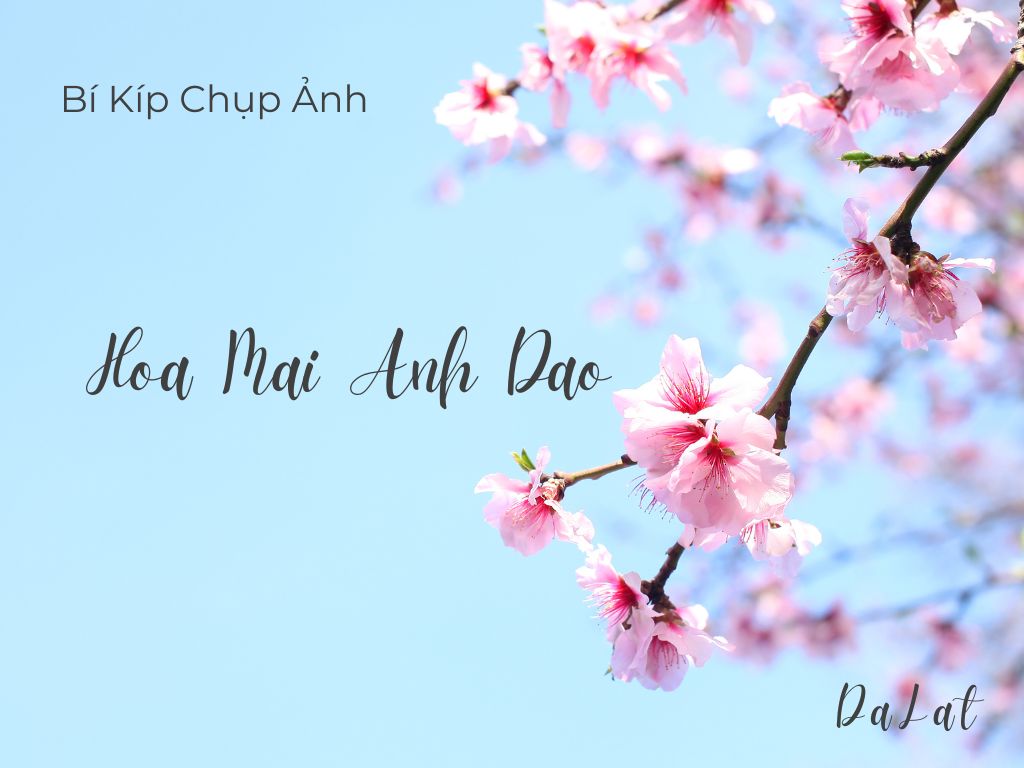 Bí Kíp Chụp Ảnh Với Hoa Mai Anh Đào Đà Lạt
